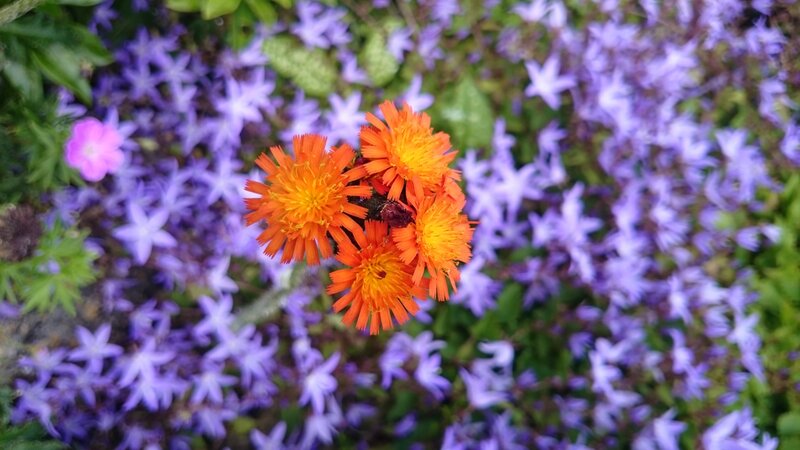 Orange Flowers in Purple Field