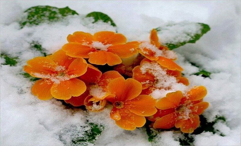 Orange Flowers in Snow