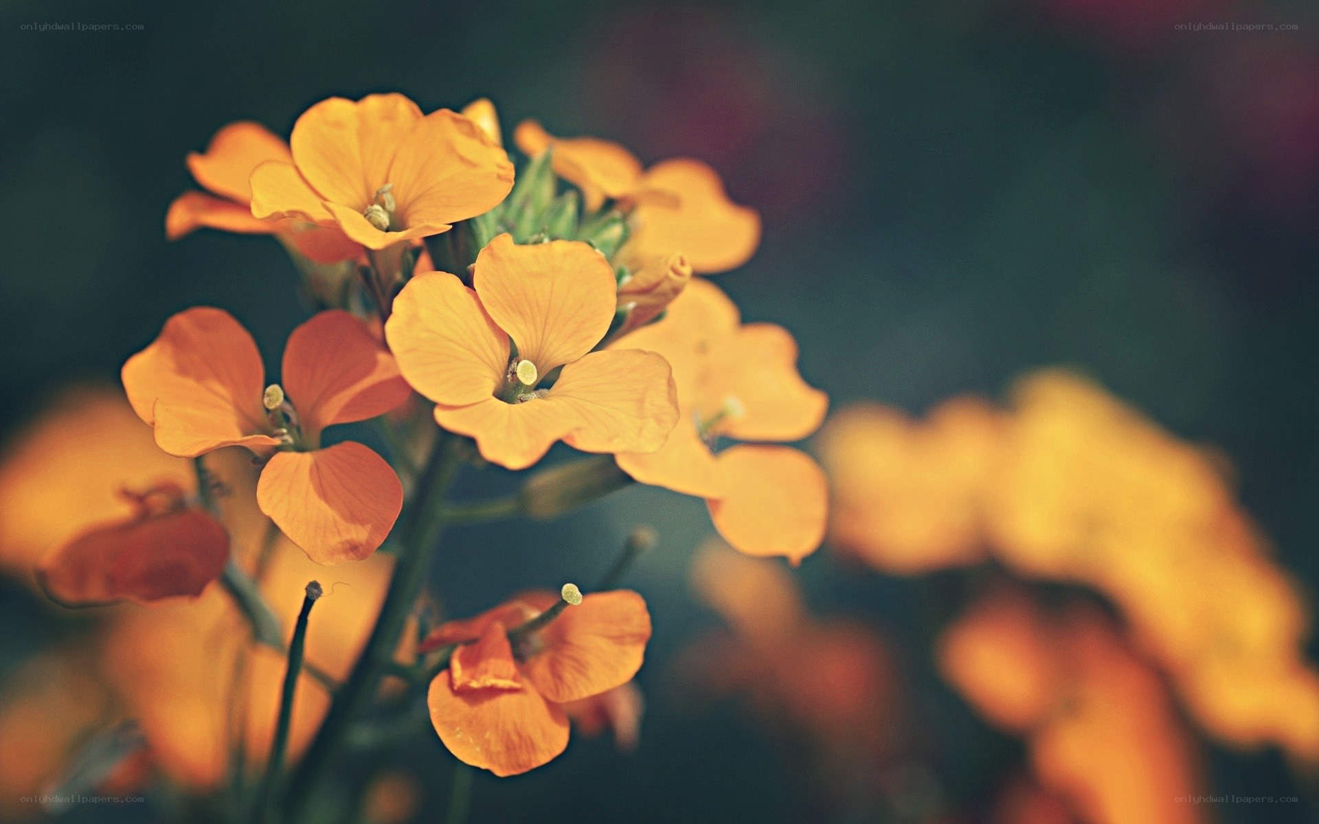 Orange flowers in soft focus