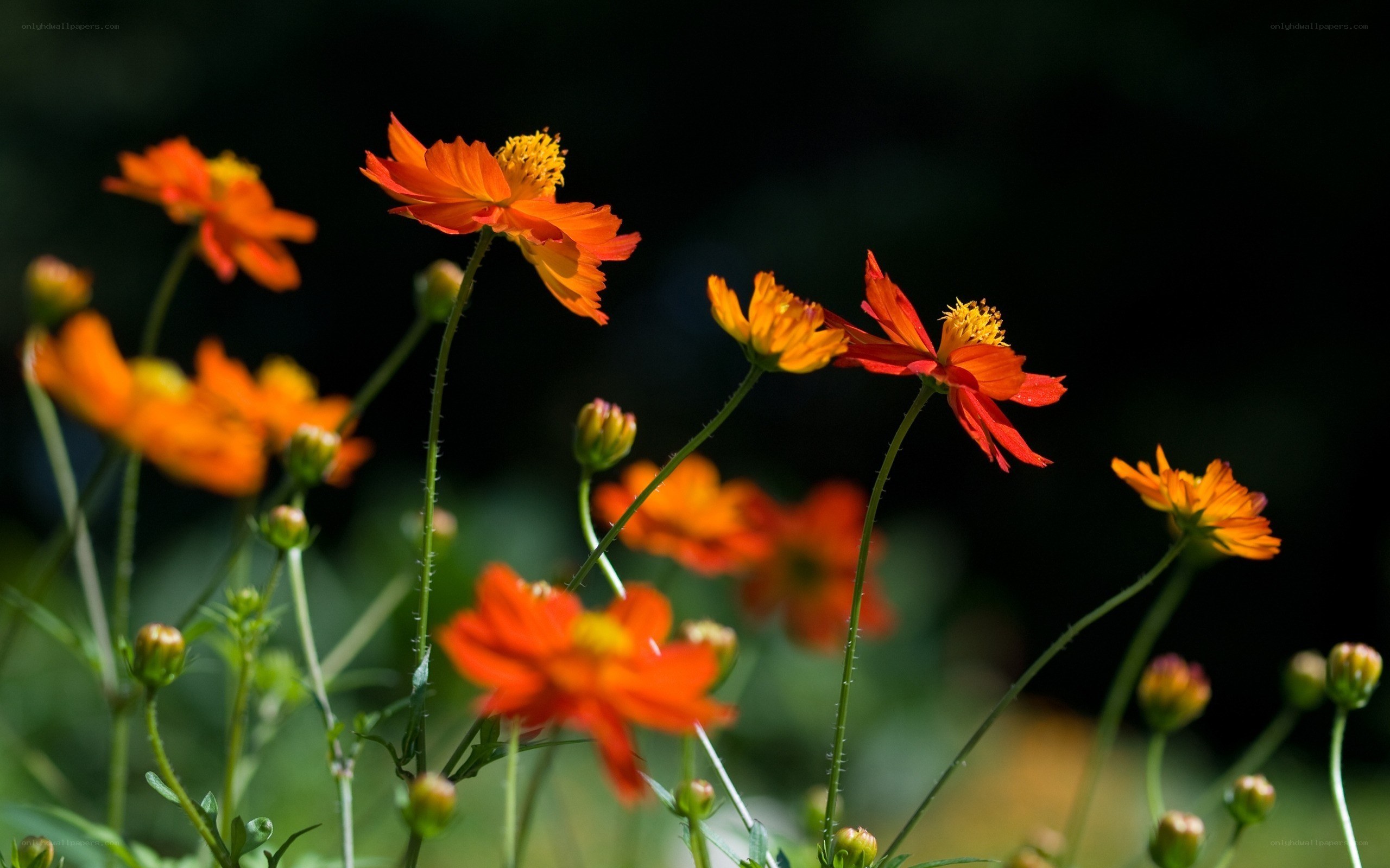 Orange flowers in sunlight
