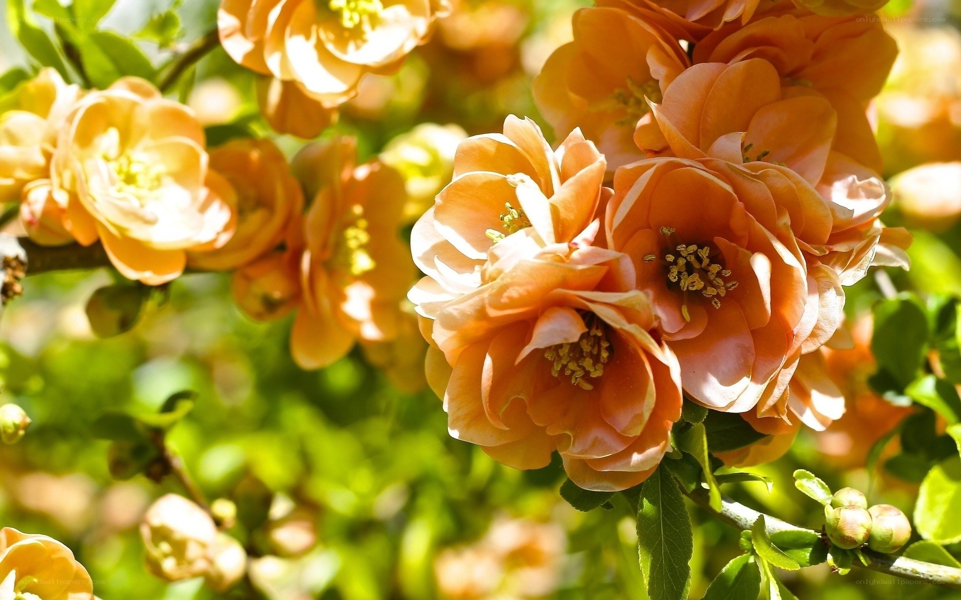Orange flowers in sunlight