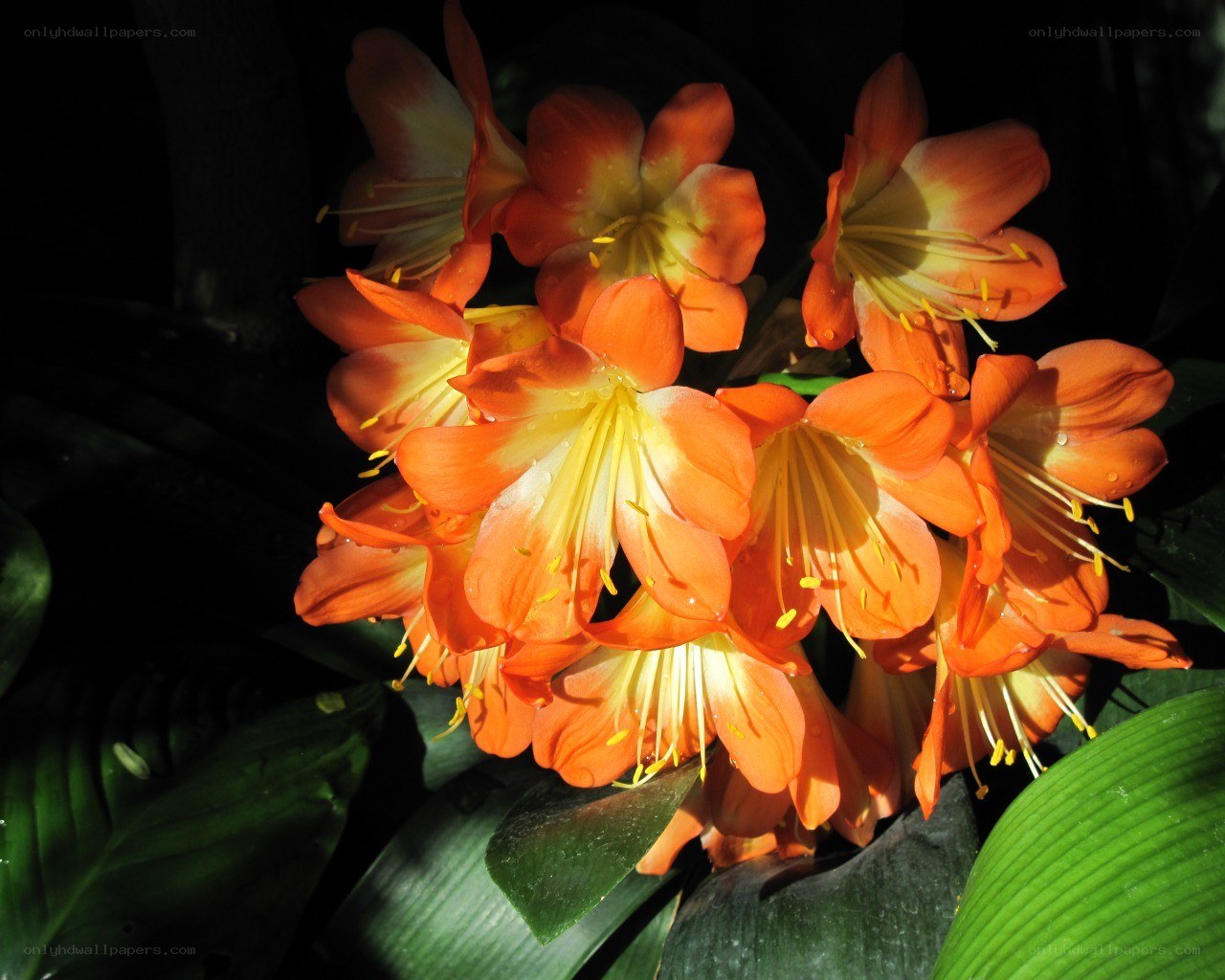 Orange flowers in sunlight