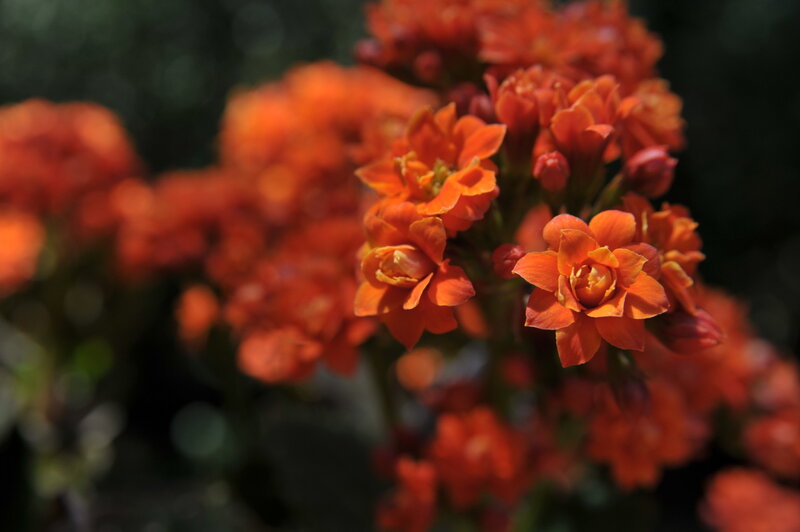Orange flowers in sunlight
