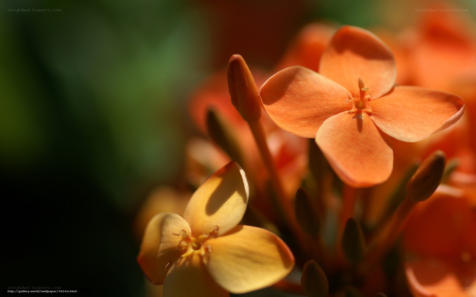 Orange flowers in sunlight