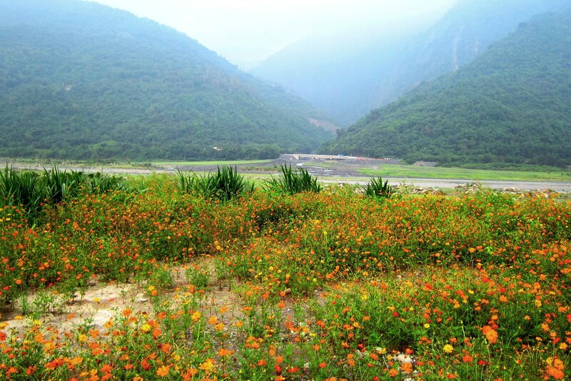 Orange Flowers in Valley