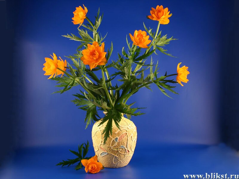 Orange Flowers in Vase — Blue