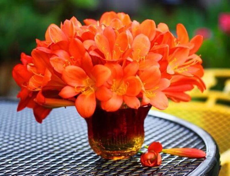 Orange Flowers in Vase — Calm, Afternoon