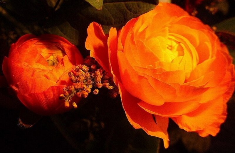 Orange flowers in warm light
