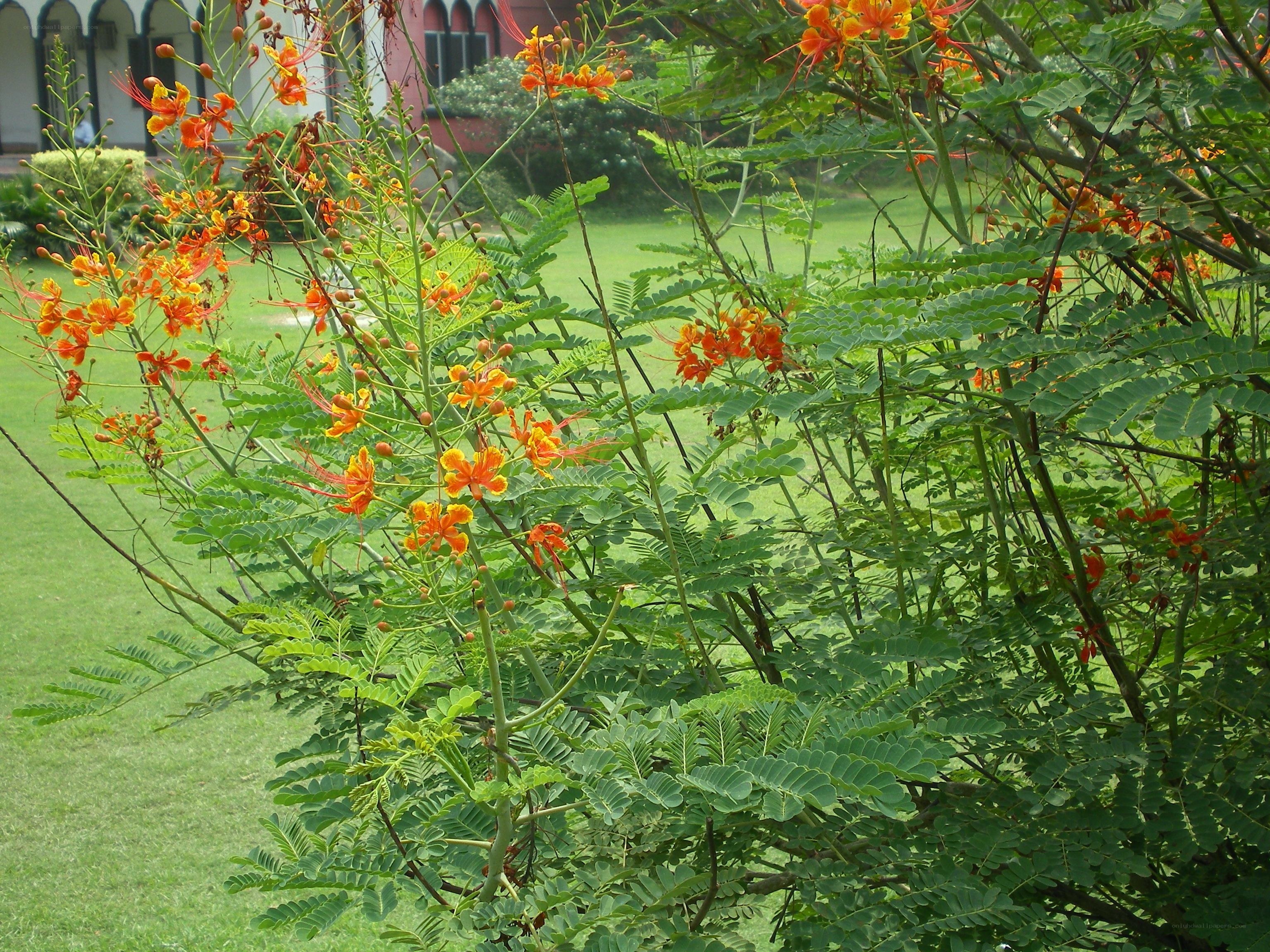 Orange flowers on a bush