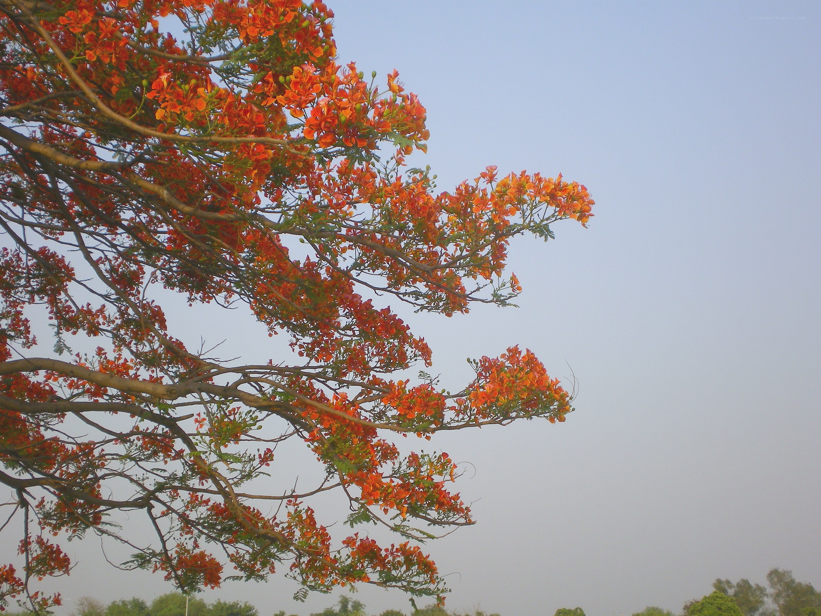 orange flowers on a tree