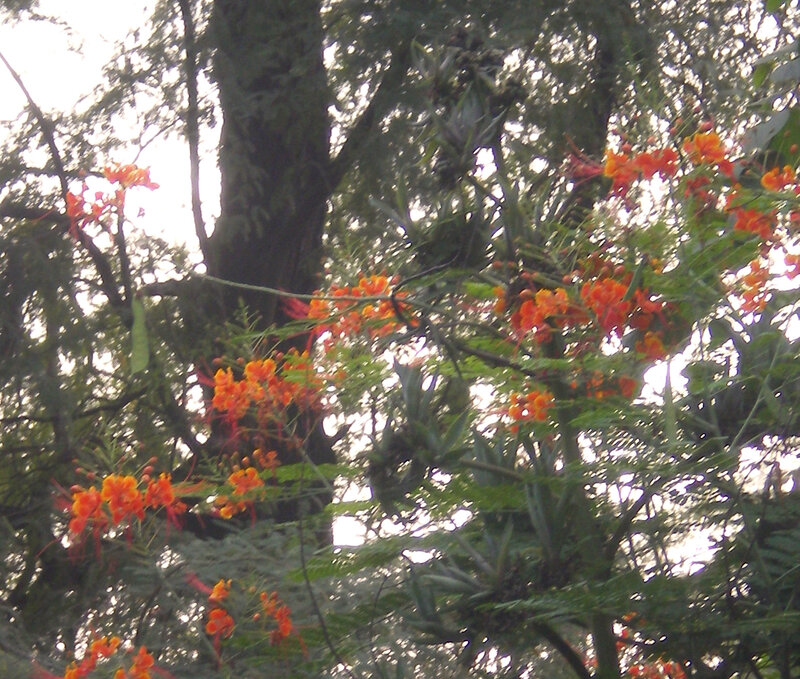 orange flowers on a tree