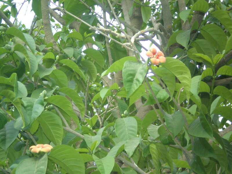 orange flowers on a tree