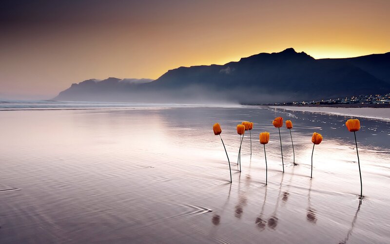 Orange Flowers on Beach — Serene, Sunset, Photograph, Mountains