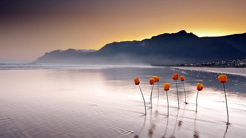 Orange Flowers on Beach — Serene, Sunset, Photograph