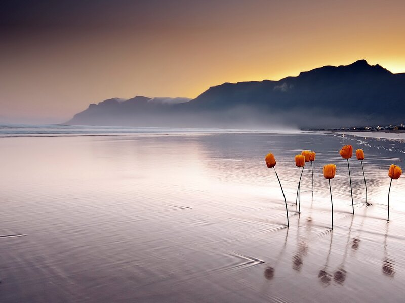 Orange Flowers on Beach — Serene, Sunset