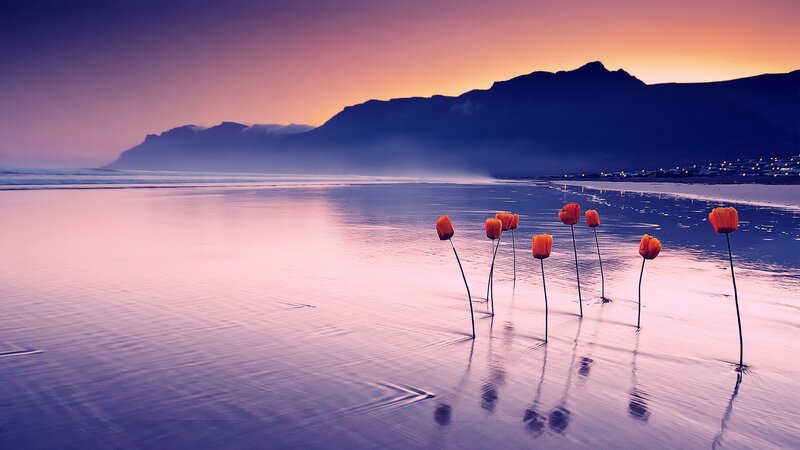Orange Flowers on Beach