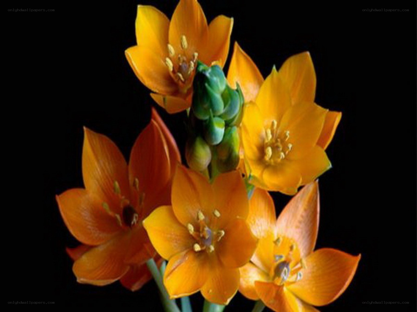 Orange flowers on black background