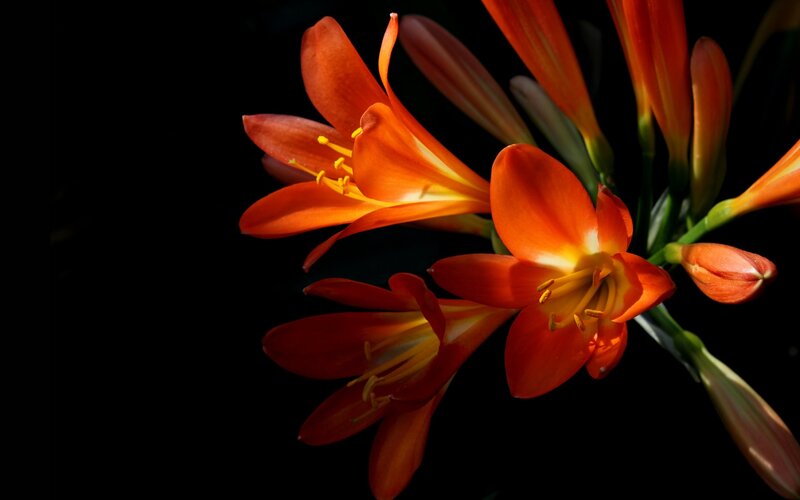 Orange Flowers on Black — Dramatic