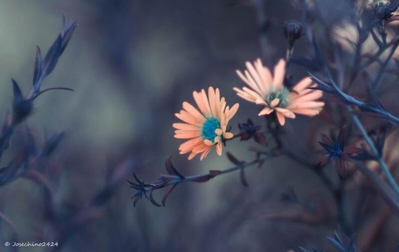 Orange Flowers on Branch