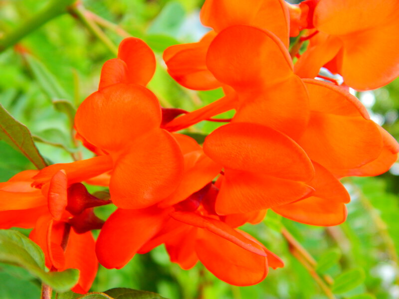 Orange Flowers on Bush