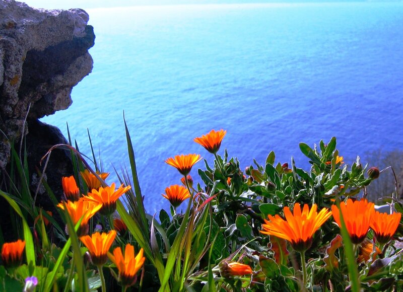 Orange Flowers on Cliff