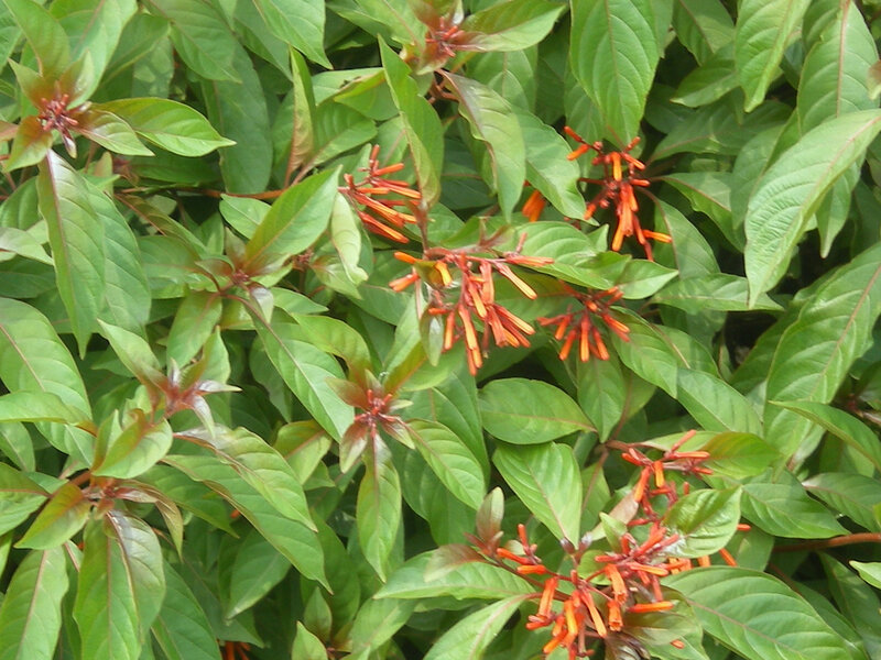 orange flowers on green bush
