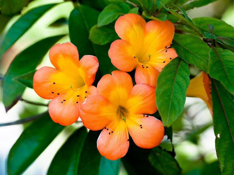 Orange Flowers on Green Leaves — Natural
