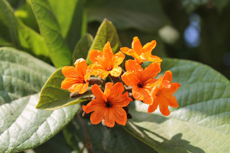 Orange Flowers on Green Leaves — Serene