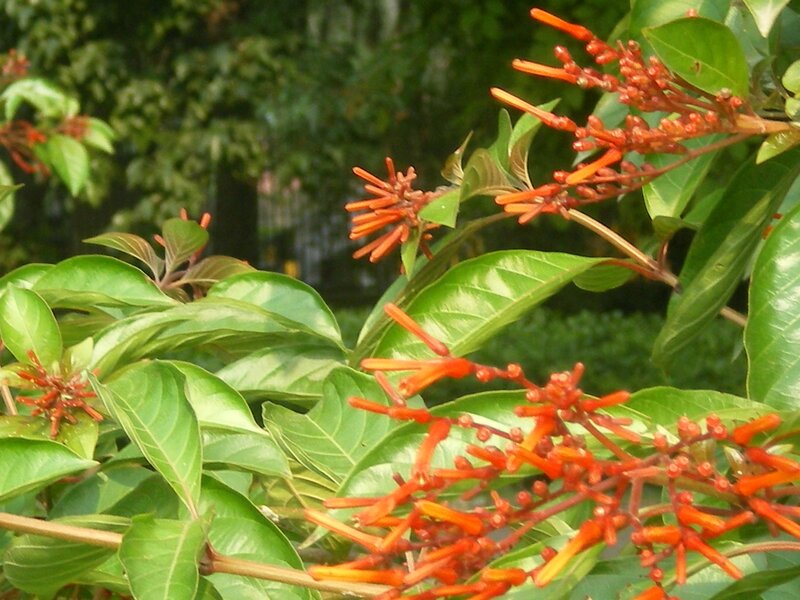 orange flowers on green leaves