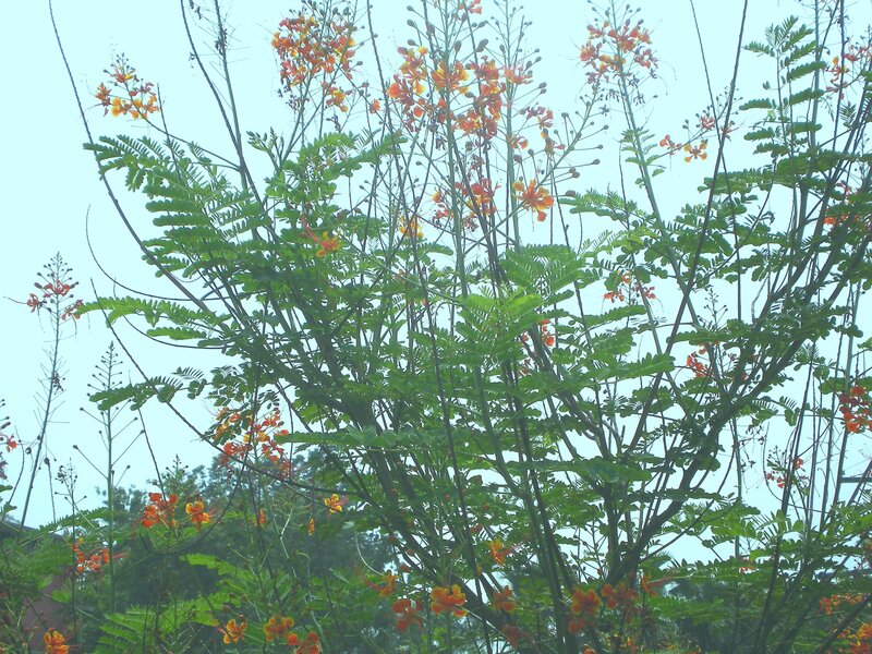 orange flowers on green tree