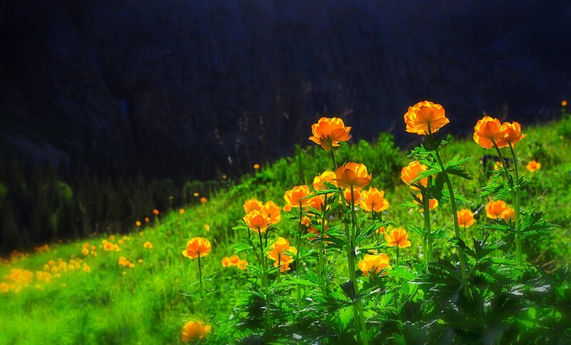 Orange Flowers on Hillside — Green