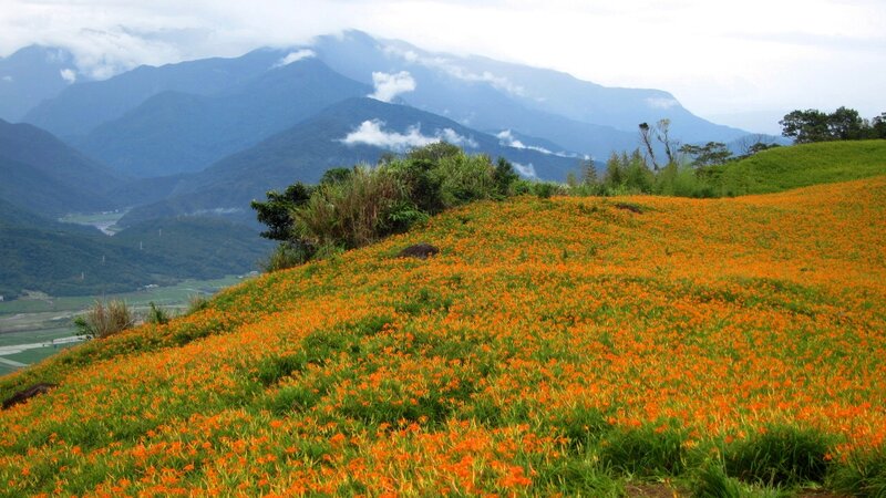 Orange Flowers on Hillside — Serene