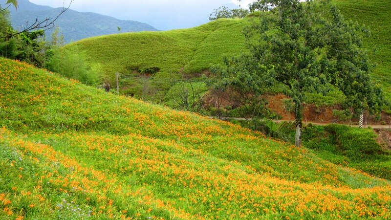 Orange Flowers on Hillside