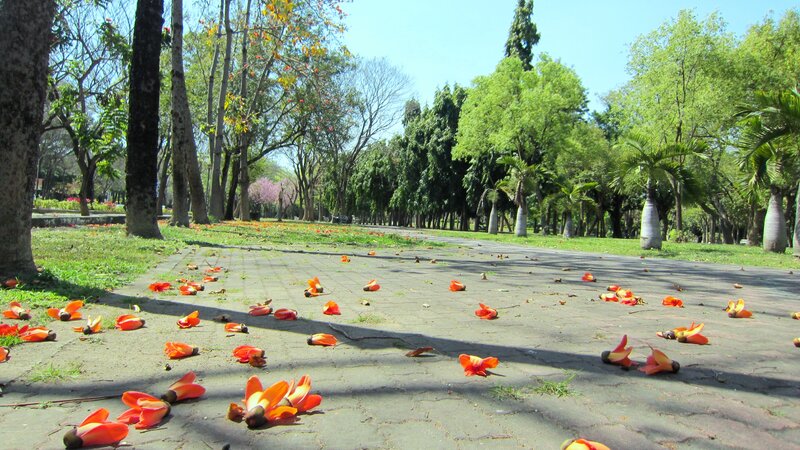 Orange Flowers on Pavement
