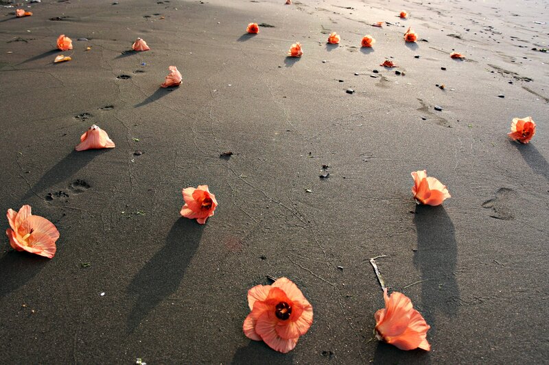 Orange Flowers on Sand