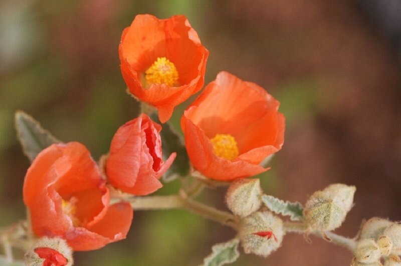 Orange Flowers on Stem
