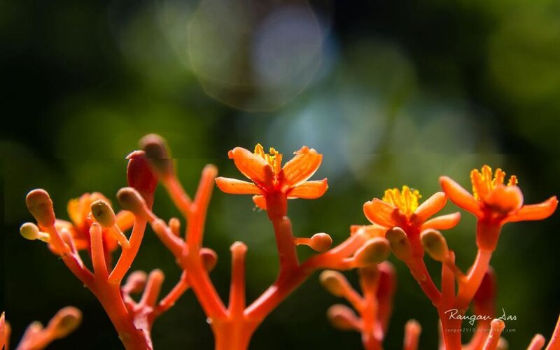 Orange Flowers on Stems