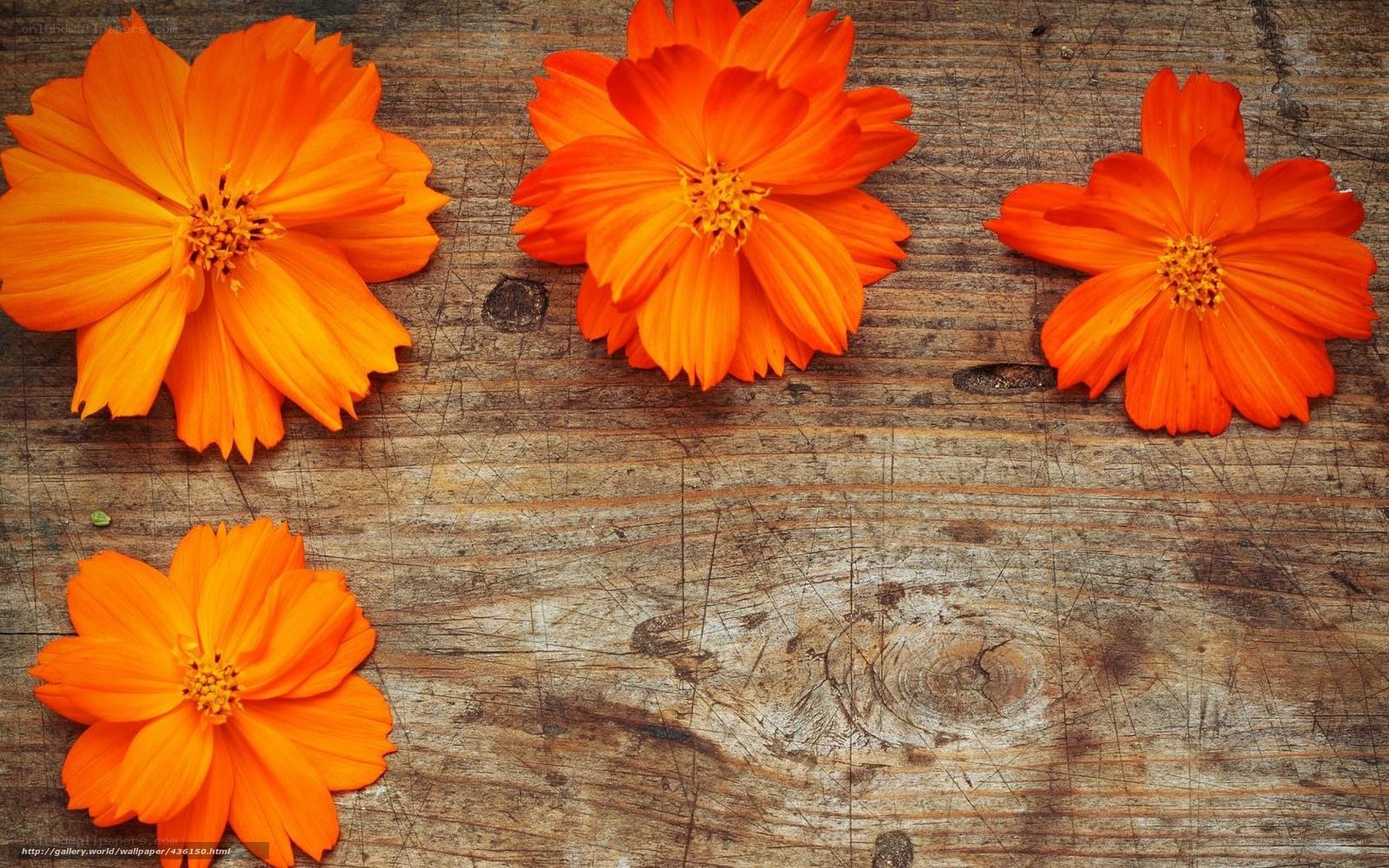 orange flowers on wood