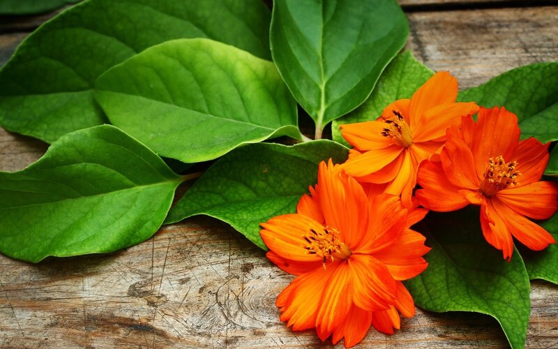 orange flowers on wood
