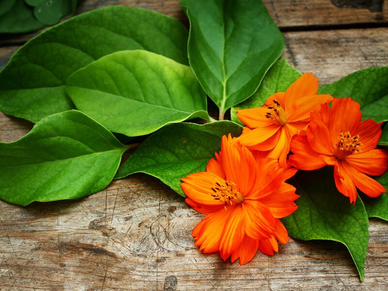 Orange Flowers on Wood — Natural