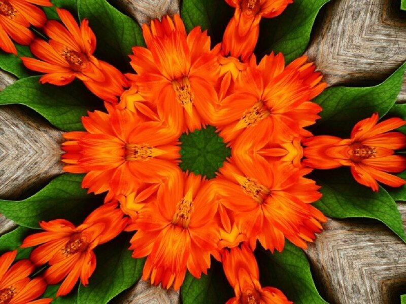 Orange Flowers on Wood — Vibrant