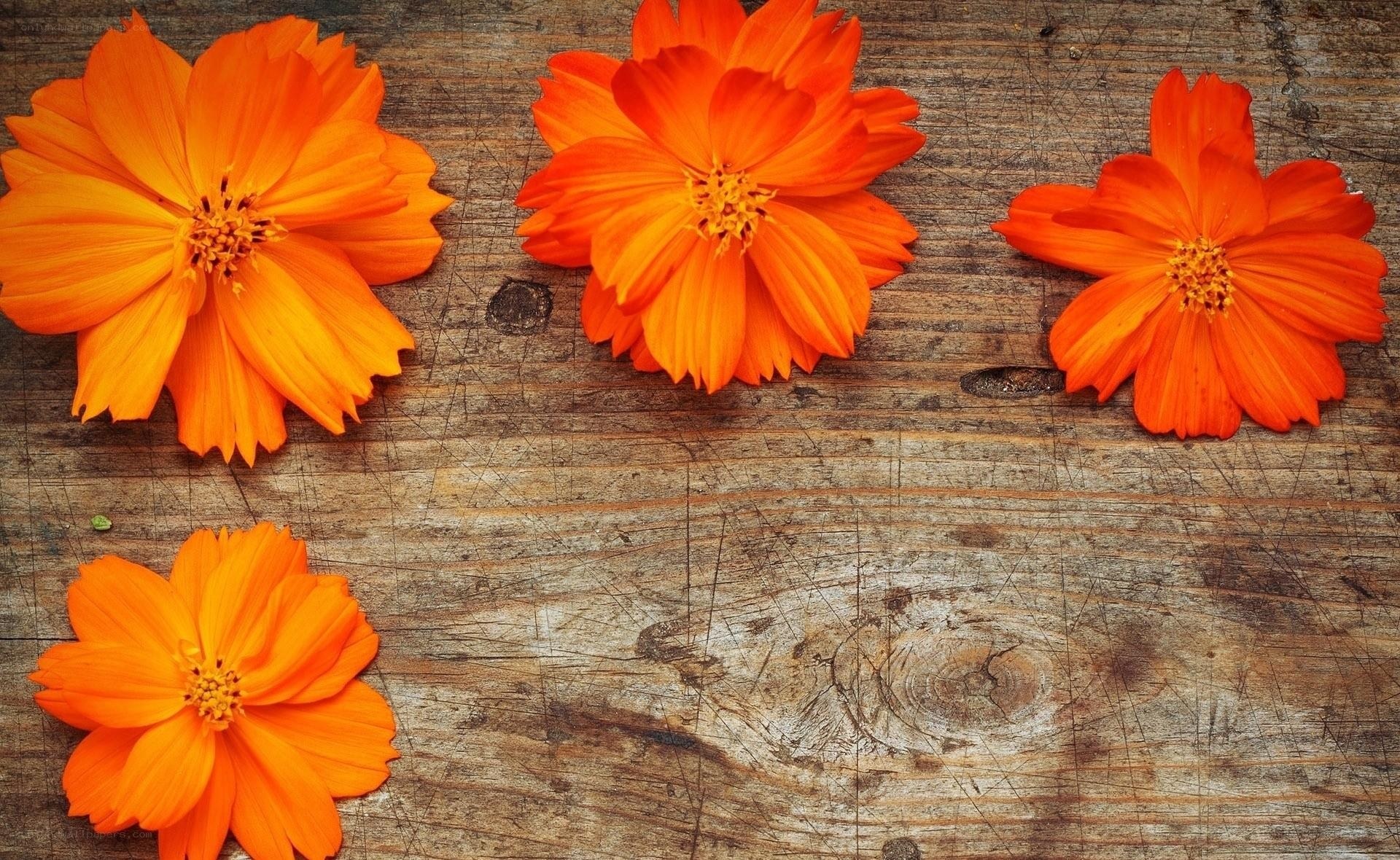 orange flowers on wood