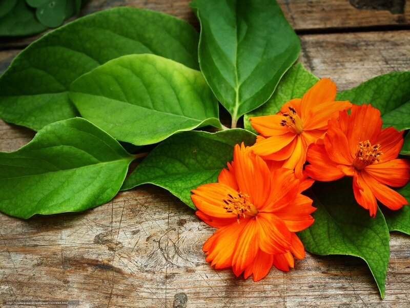 Orange flowers on wooden surface