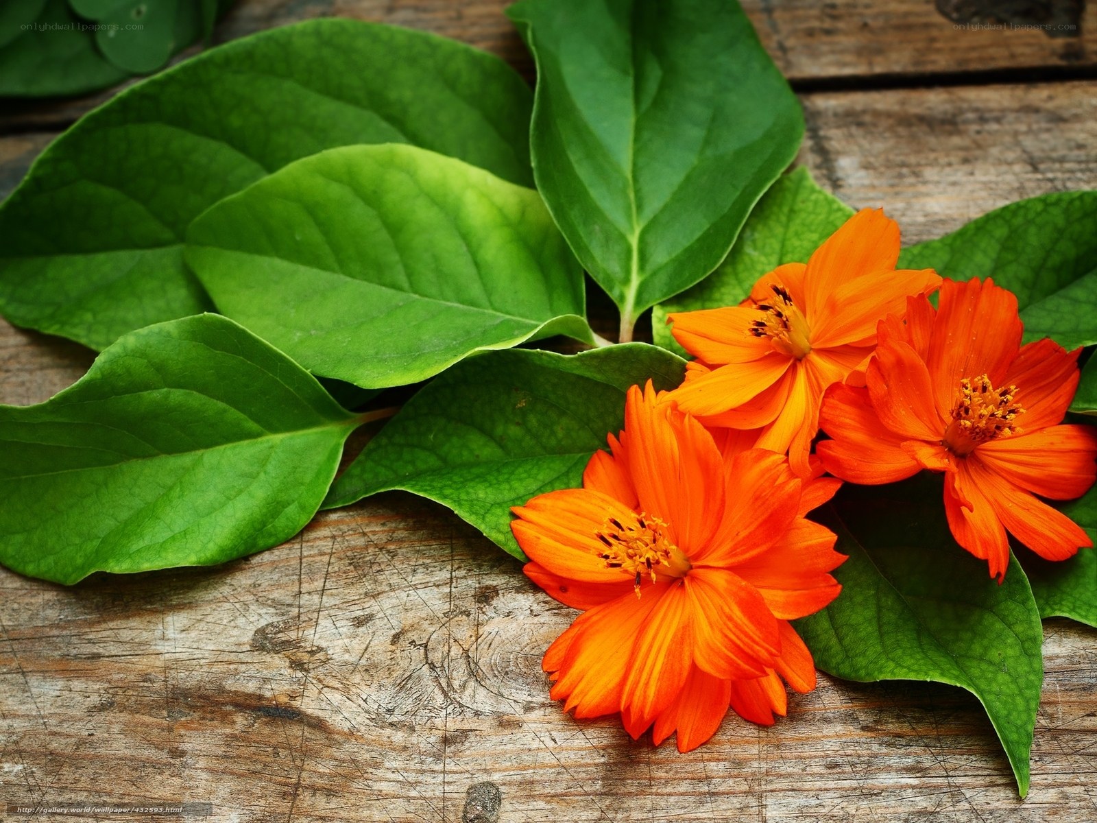 Orange flowers on wooden surface