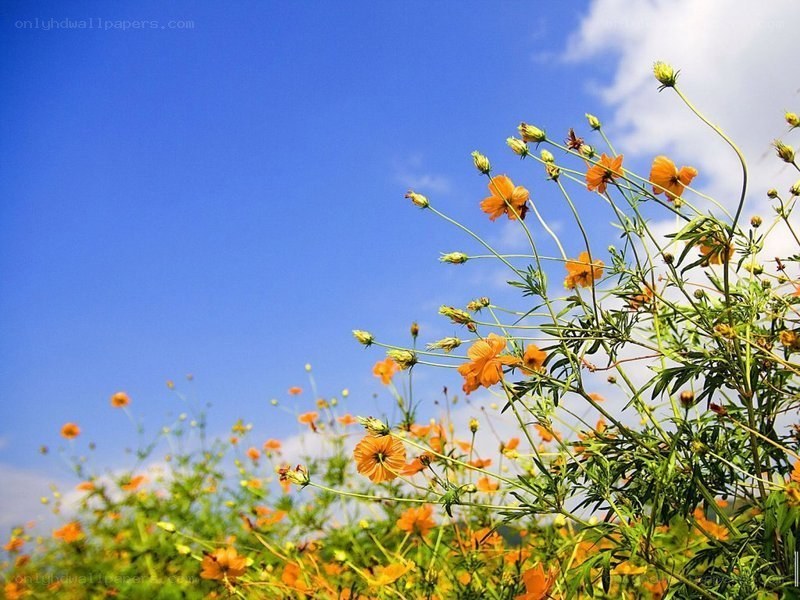 Orange flowers under blue sky
