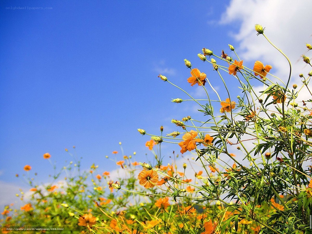 Orange flowers under blue sky