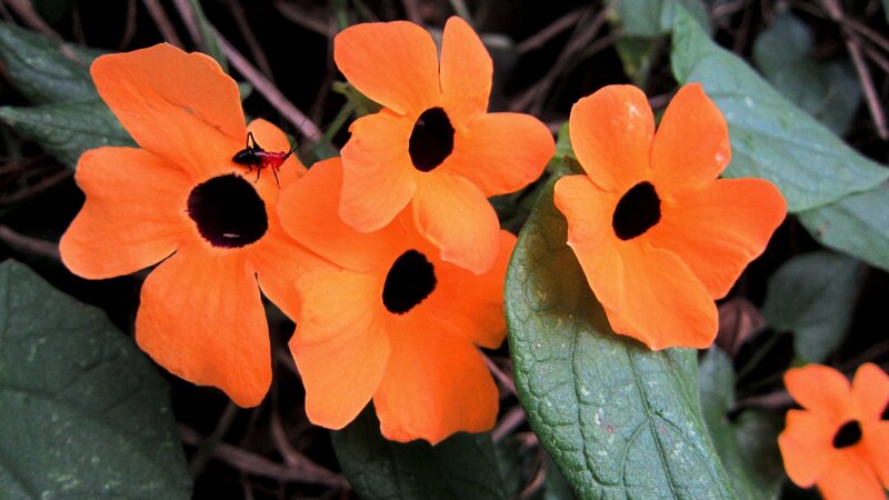 Orange Flowers with Black Centers