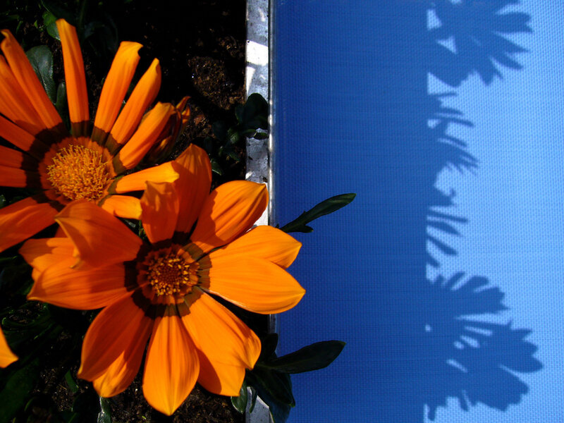 Orange flowers with blue shadow