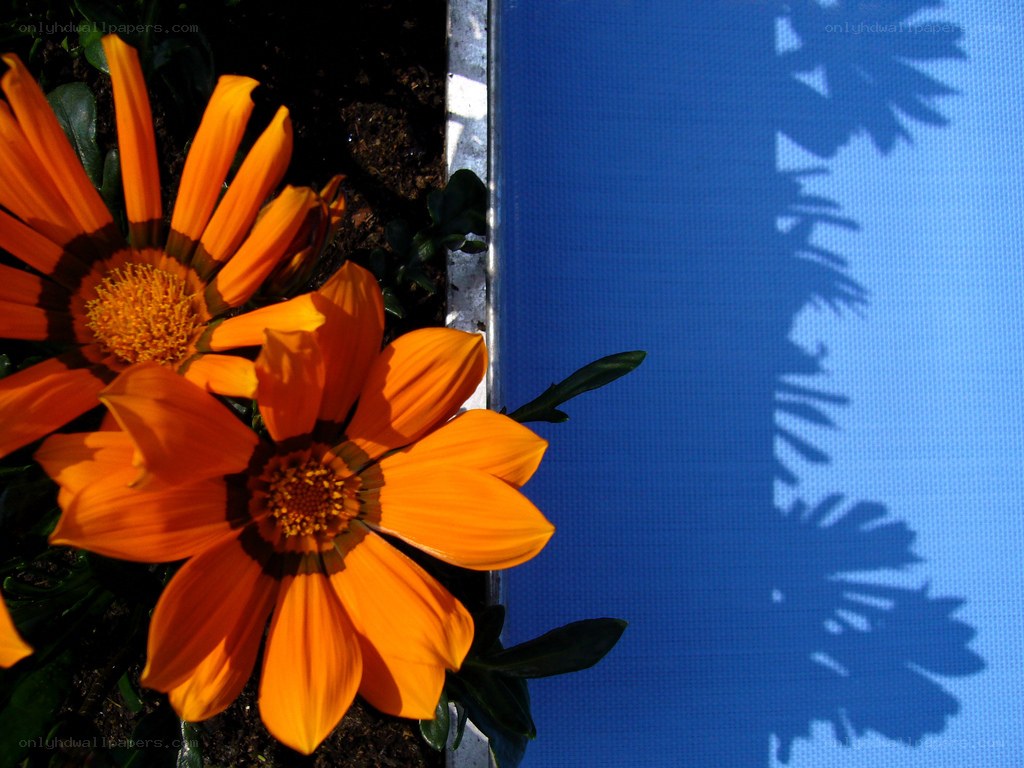 Orange flowers with blue shadow
