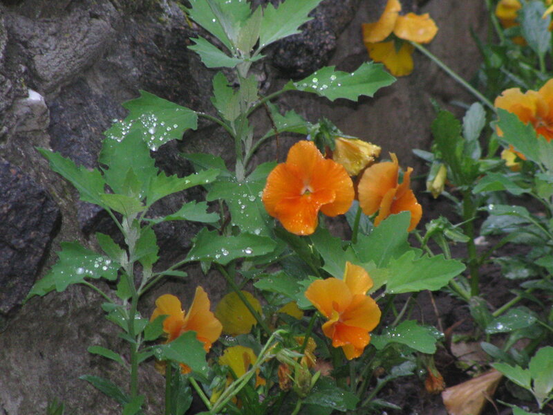 Orange flowers with dew drops